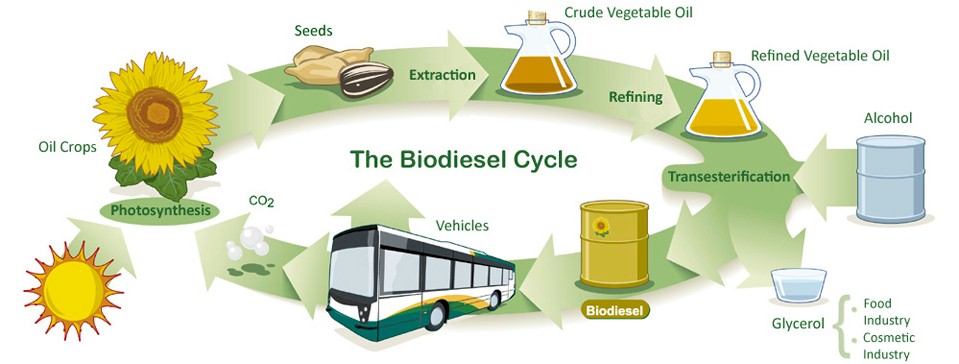 BioDiesel Cycle