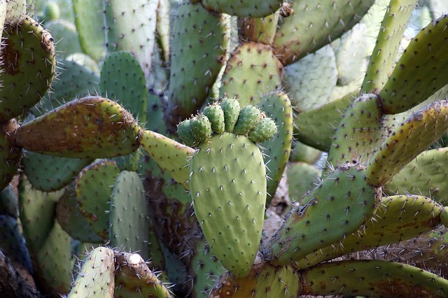 MarBorg Cactus Disposal