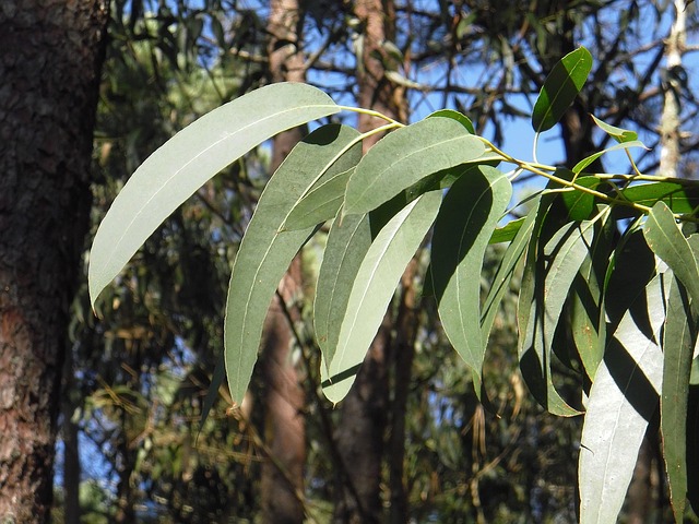 MarBorg Eucalyptus Disposal