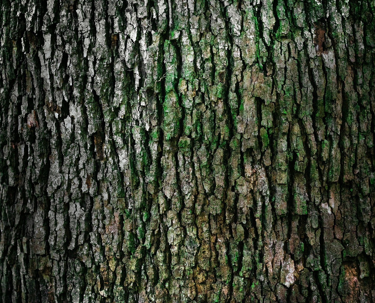 MarBorg Tree Bark Disposal