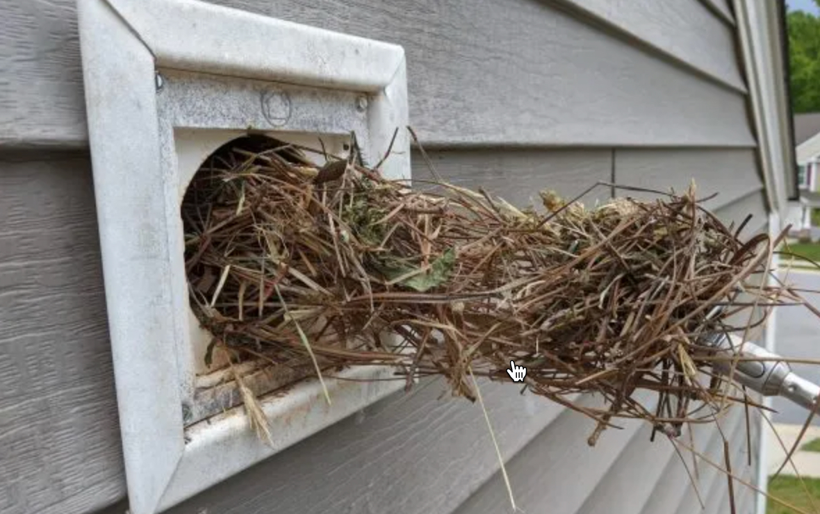 bird nest removal