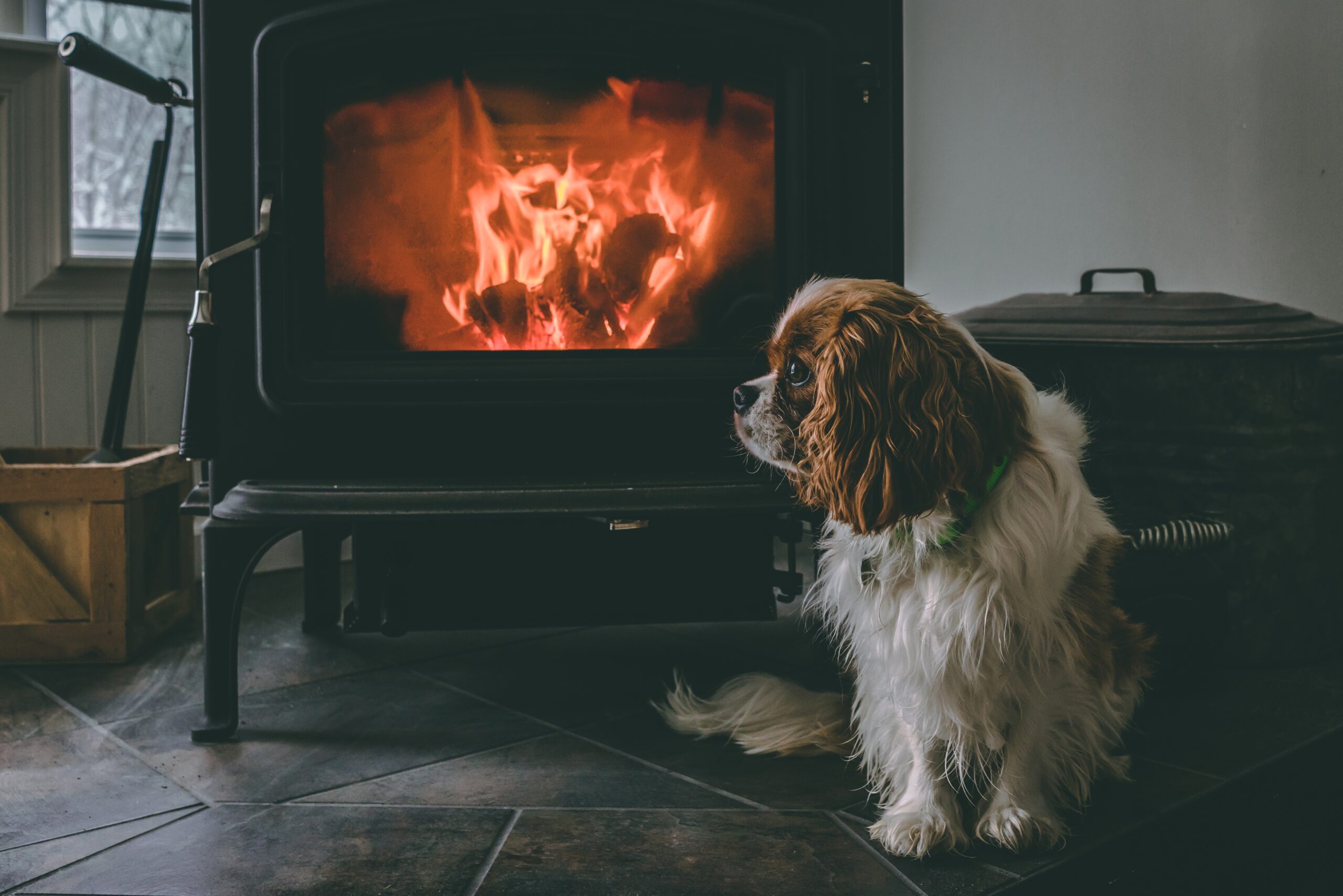 Dog sitting by wood stove