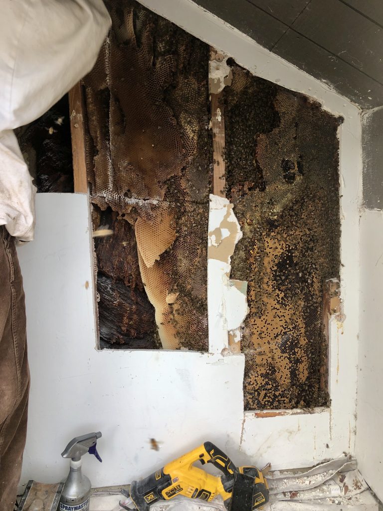 Bees in a chimney