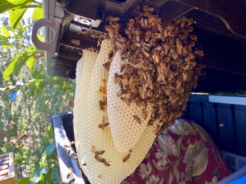 Bees in a irrigation box